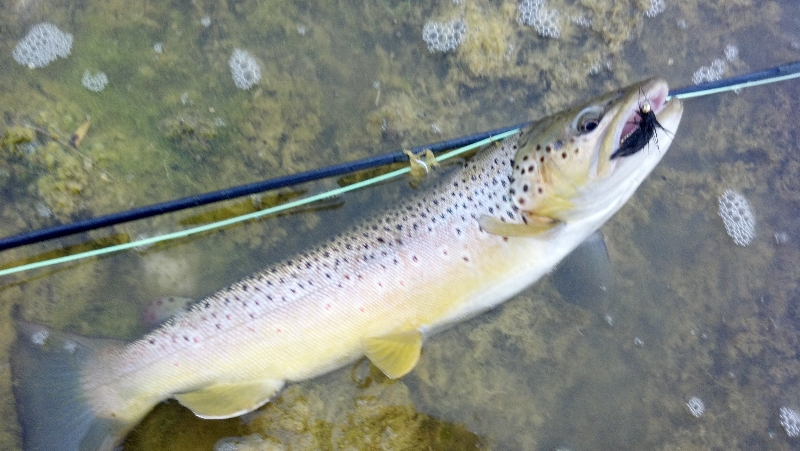 2012-09-23_brown-trout