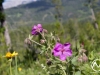 Wildflowers all along the route.